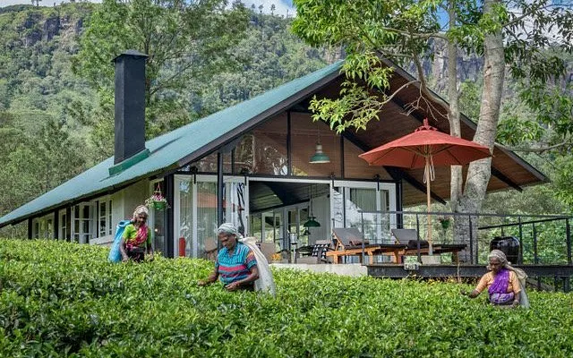 Madulkelle Tea and Eco Lodge